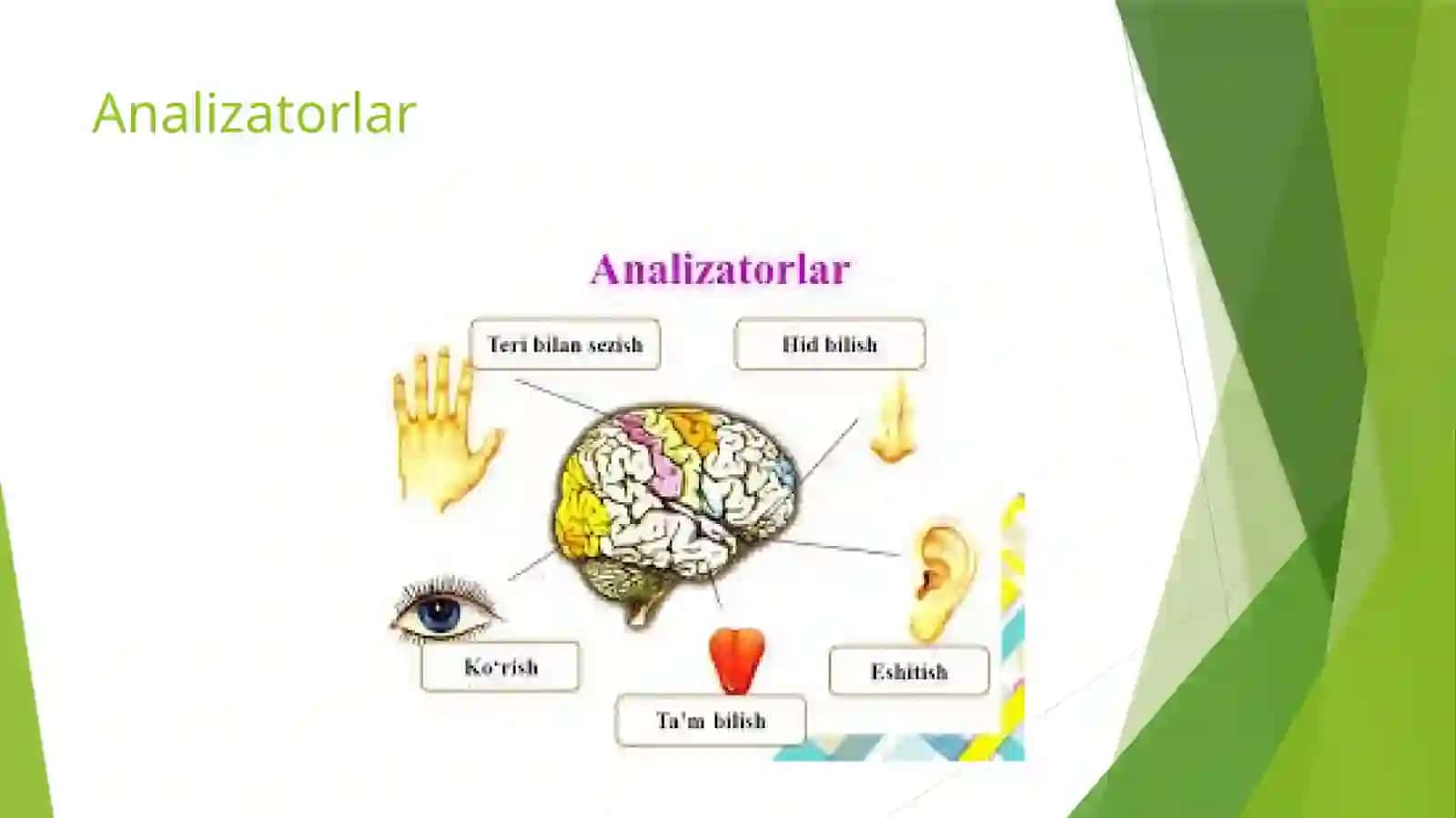 Rangni ko’rish darajasini aniqlash, tam bilish va hid bilish anazilatorining o’zaro hamkorligi 3