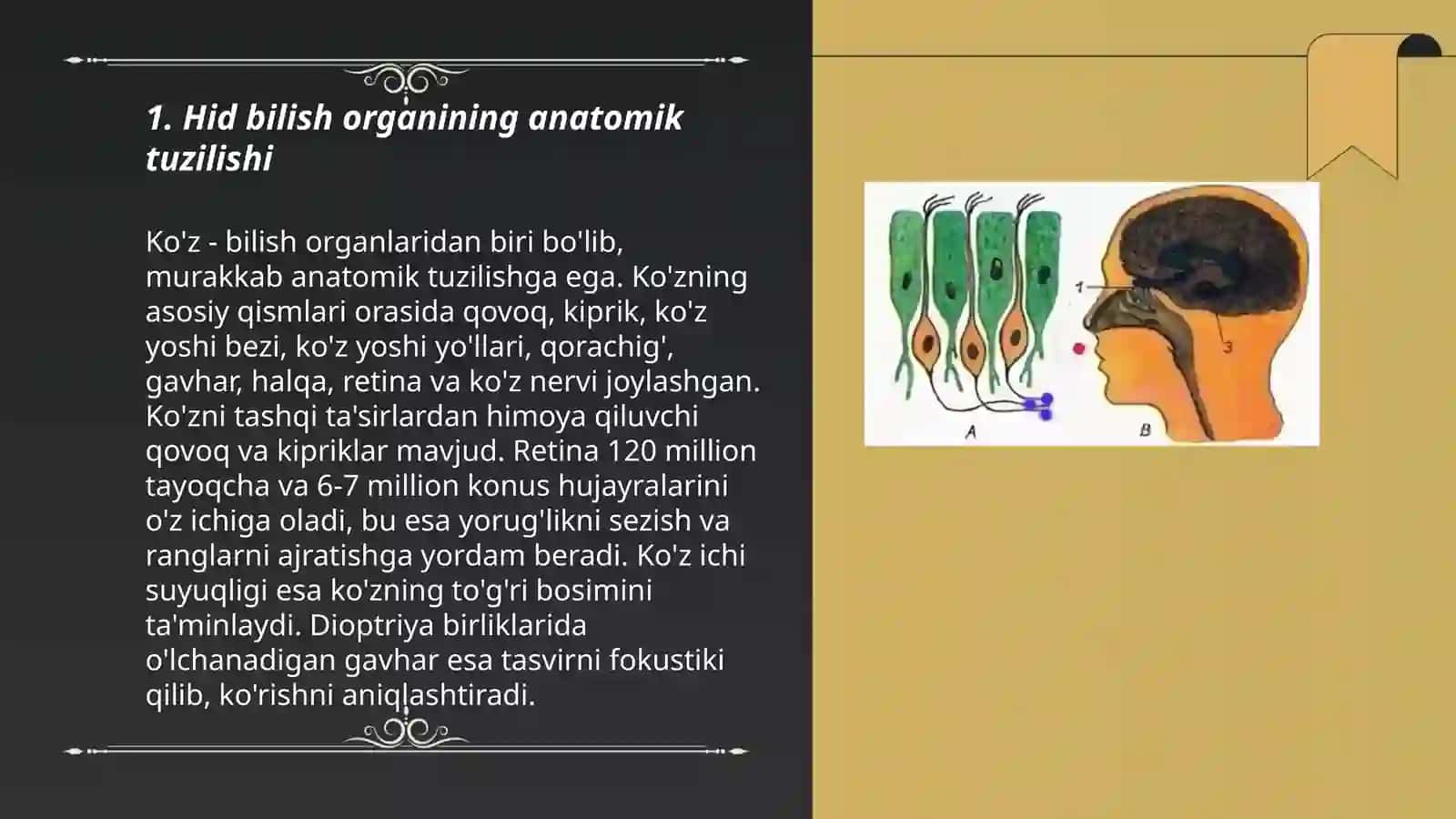 Hid bilish organining tuzilishi va uning regeneratsiya qilish xususiyatlari 3