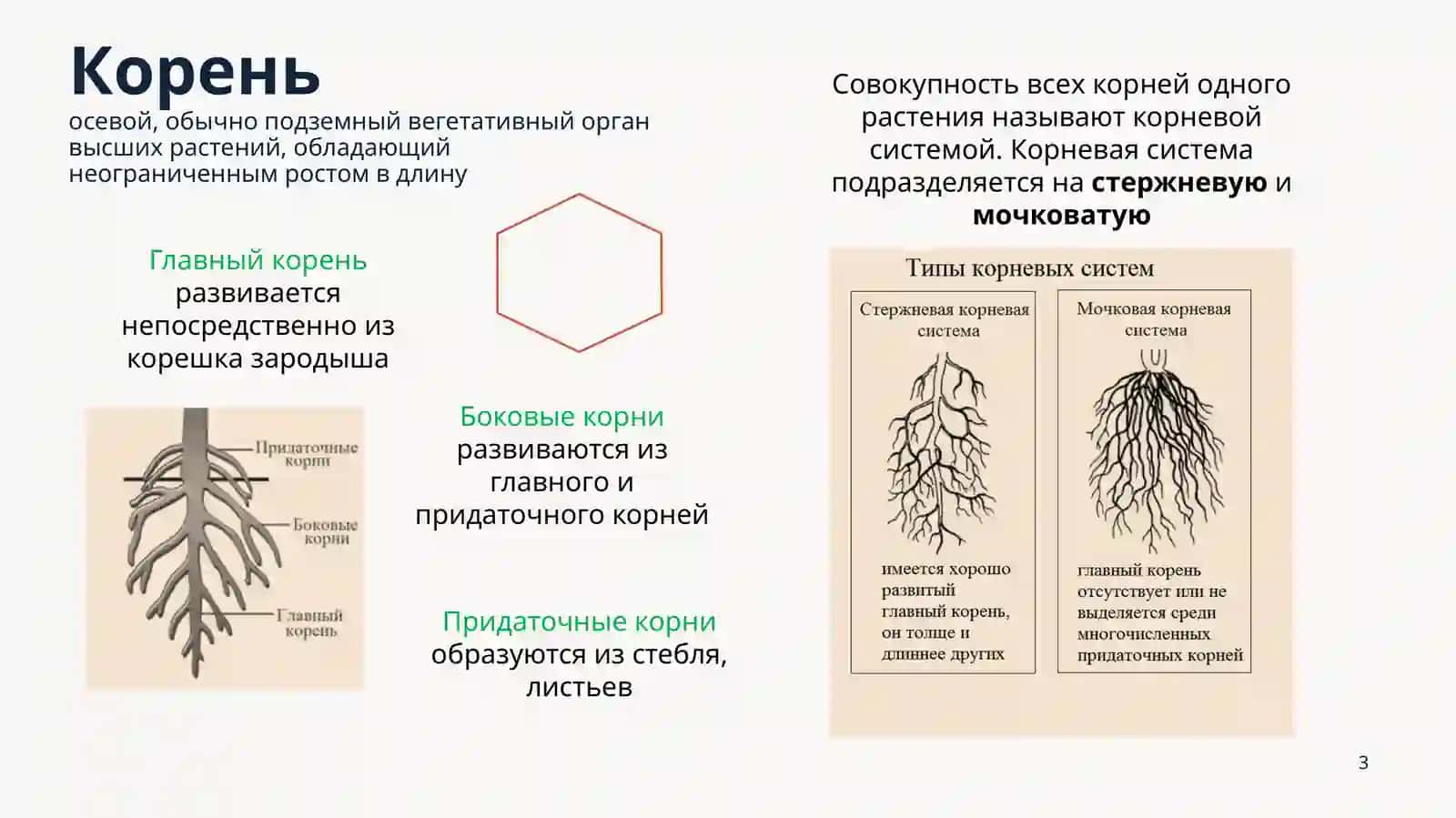 ТРЕТИЙ РАЗДЕЛ БОТАНИКИ 3