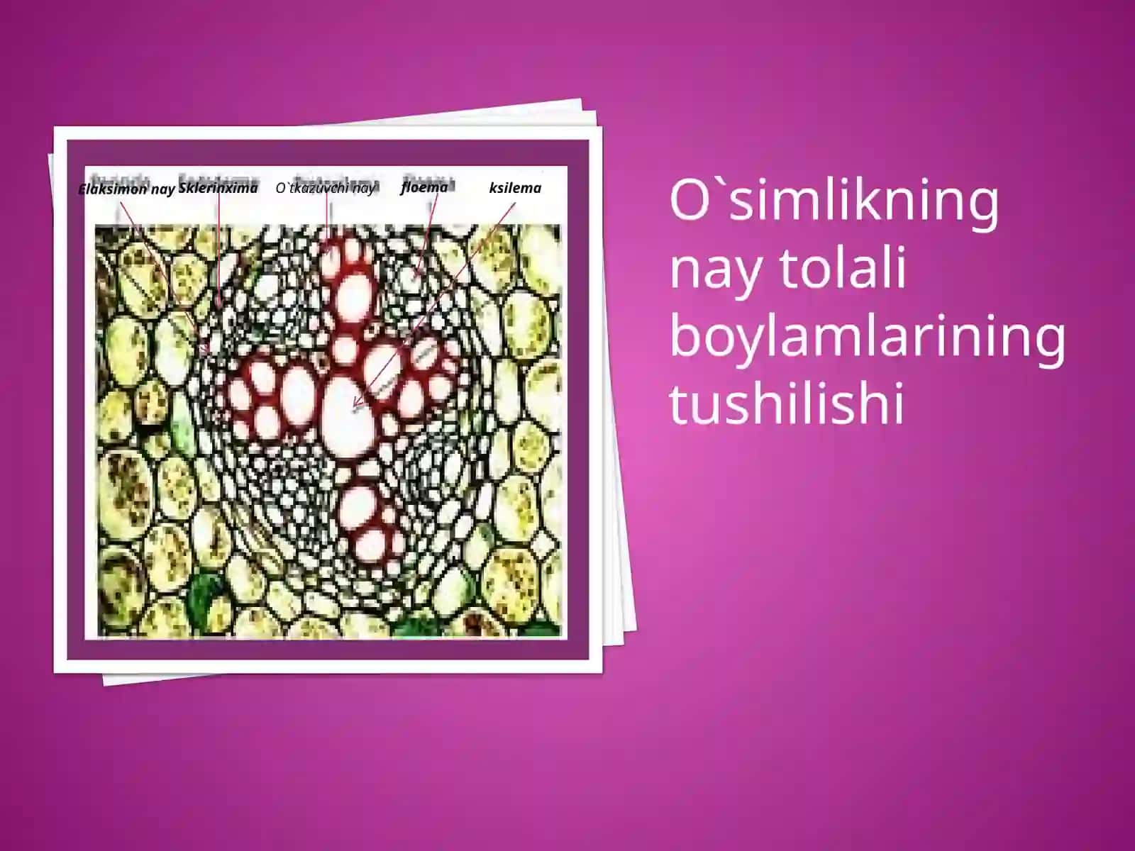 O`simlik anatomiyasi va morfologiyasi fanidan taqdimot 3