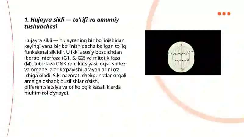 Hujayra sikli va uning davriyligi 3