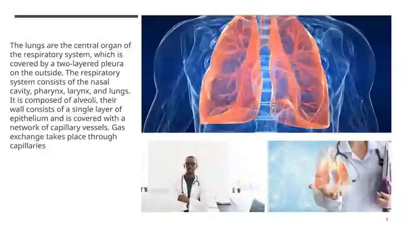 Lungs and pulmonary system 3