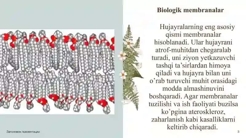 Ikki qavatli lipid membranalari. Bir va ikki qavatli sun'iy membranalar 3