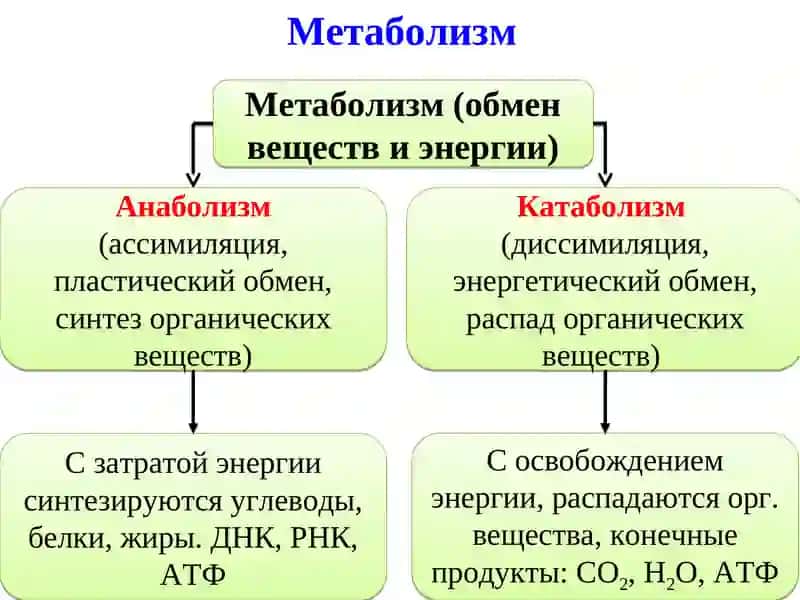 Энергетический обмен в организме 3