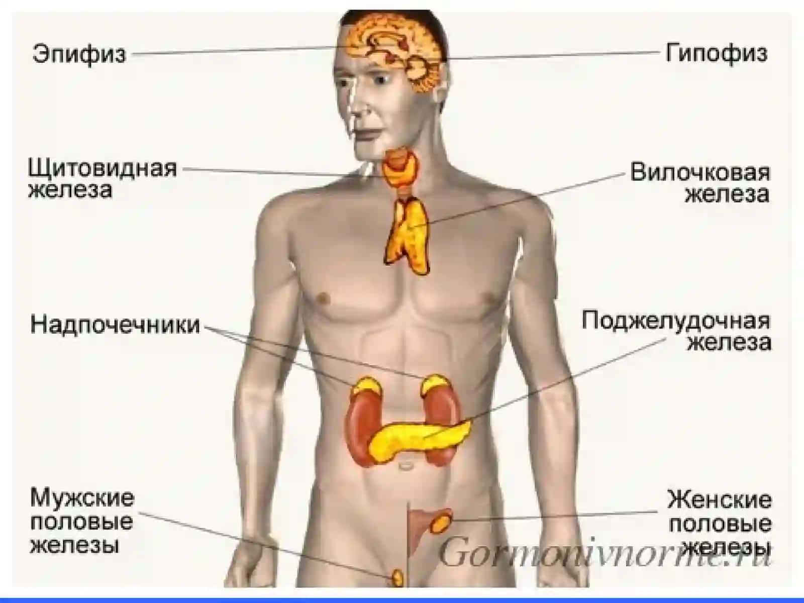 ЭНДОКРИН КАССАЛЛИКЛАР 3