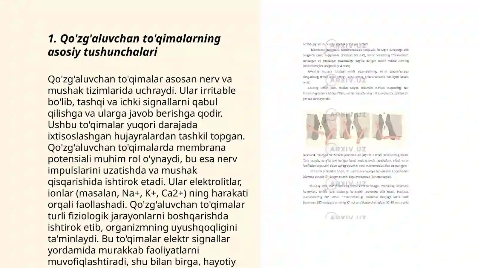 Qo'zg'aluvchan to'qimalar fiziologiyasi. Tinchlik va qo'zg'alish potensiyallari. Ta'sirotnin 3. g bo'sag'a kuchi. lon kanallarning aktivasiyasi, deaktivasiyas iva inaktivasiyasi, Sinapslar fiziologiyasi 3