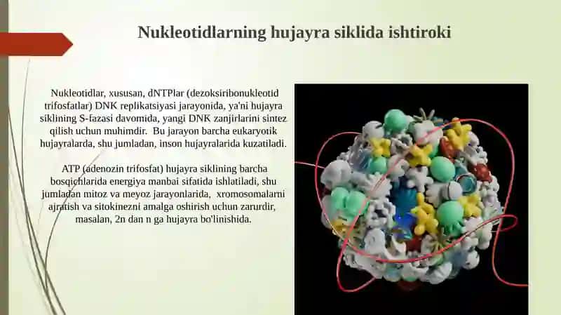 Nukleotidlarning tuzilishi va funksiyasi 3