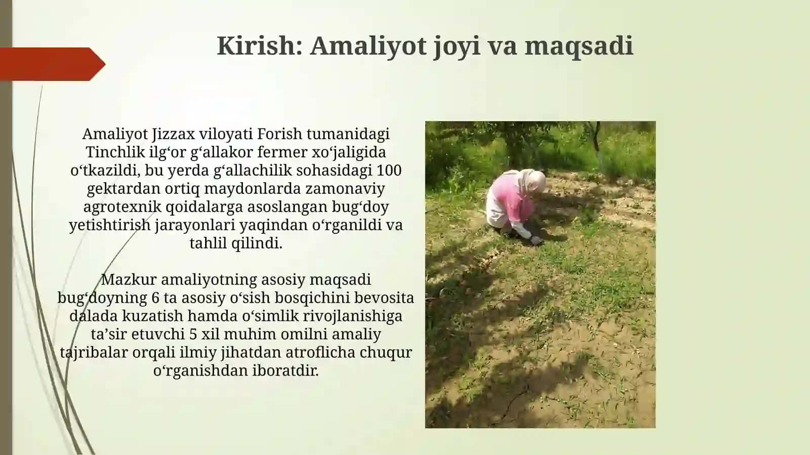 Bugʻdoyosimligining oʻsishi va rivojlanishi bosqichi 3