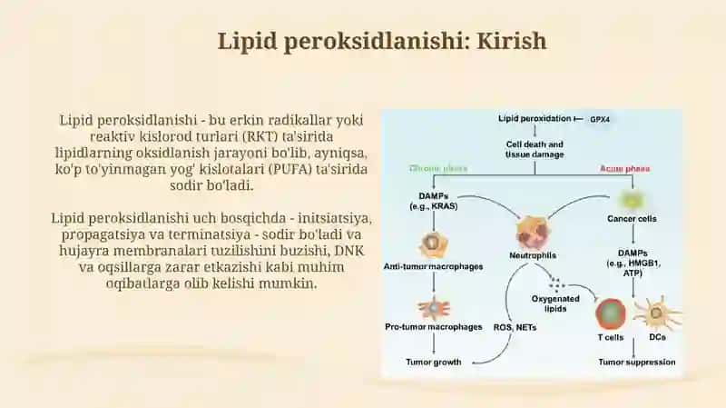 Lipidlarni peroksidlanishi va hujayra shikastlanishi patogenizadagi ahamiyati 3