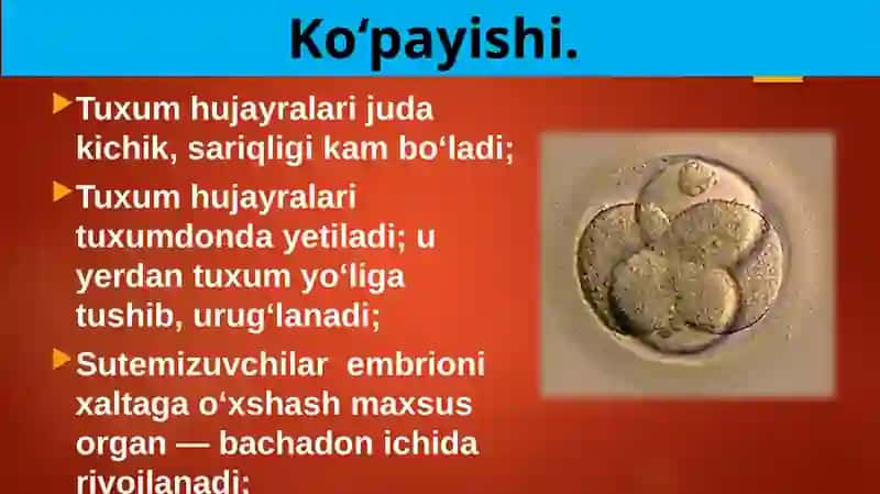 Sutemizuvchilarning ko'payishi, rivojlanishi va kelib chiqishi 3