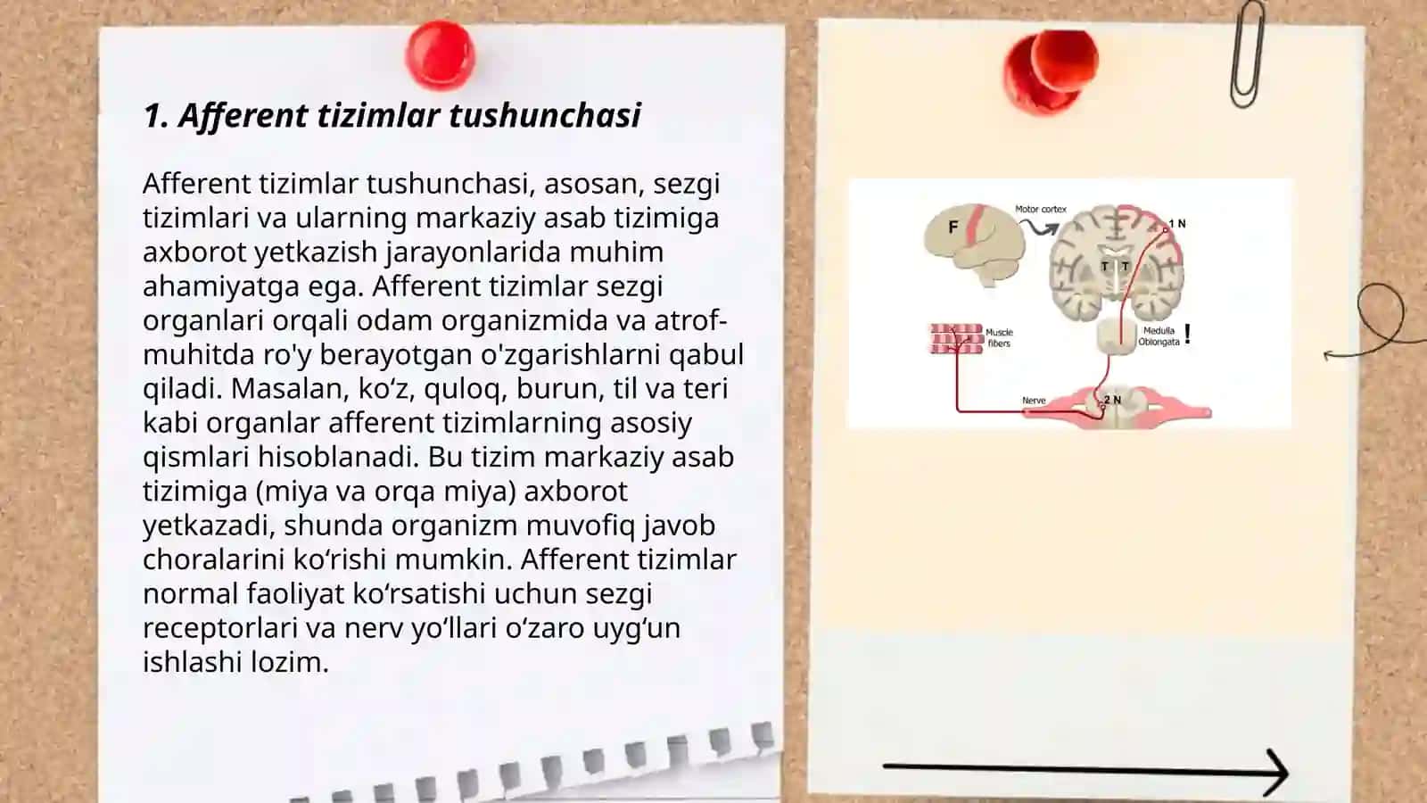 Afferent tizimlar roli 3