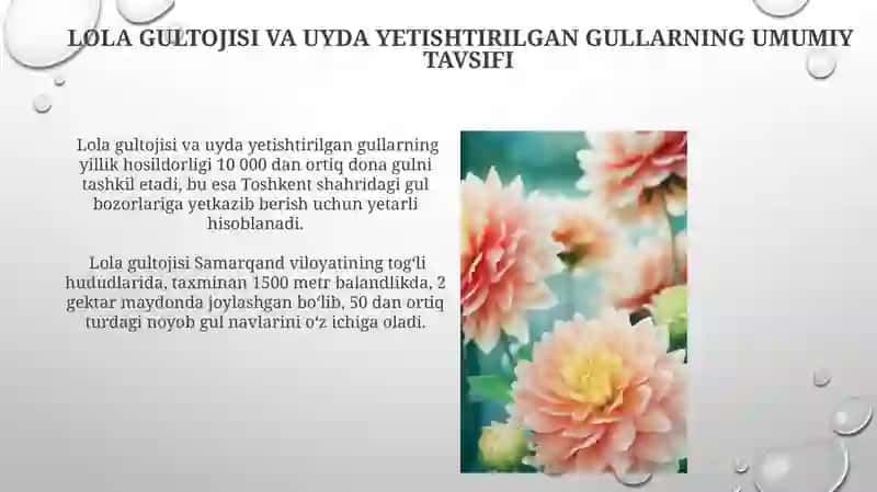 Lola Gultojisi Va Uyda Yetishtirilgan Gullarning Ochilishi 3