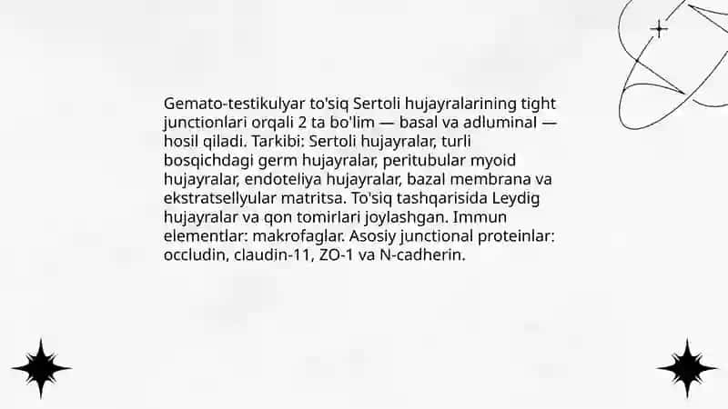 Gemato-testikulyar to'sig'ining gistofiziologiyasi 3