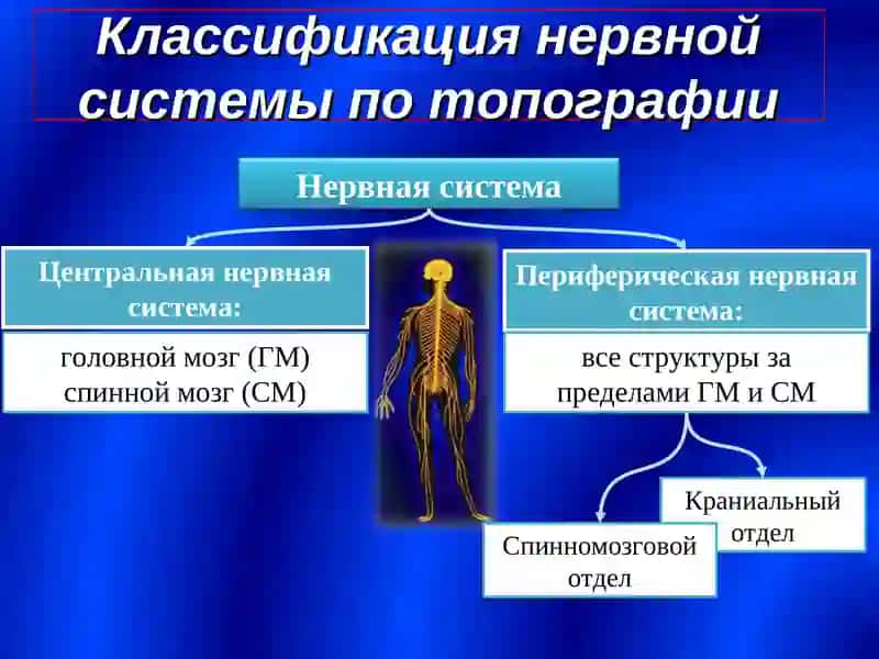 Периферическая нервная система 3