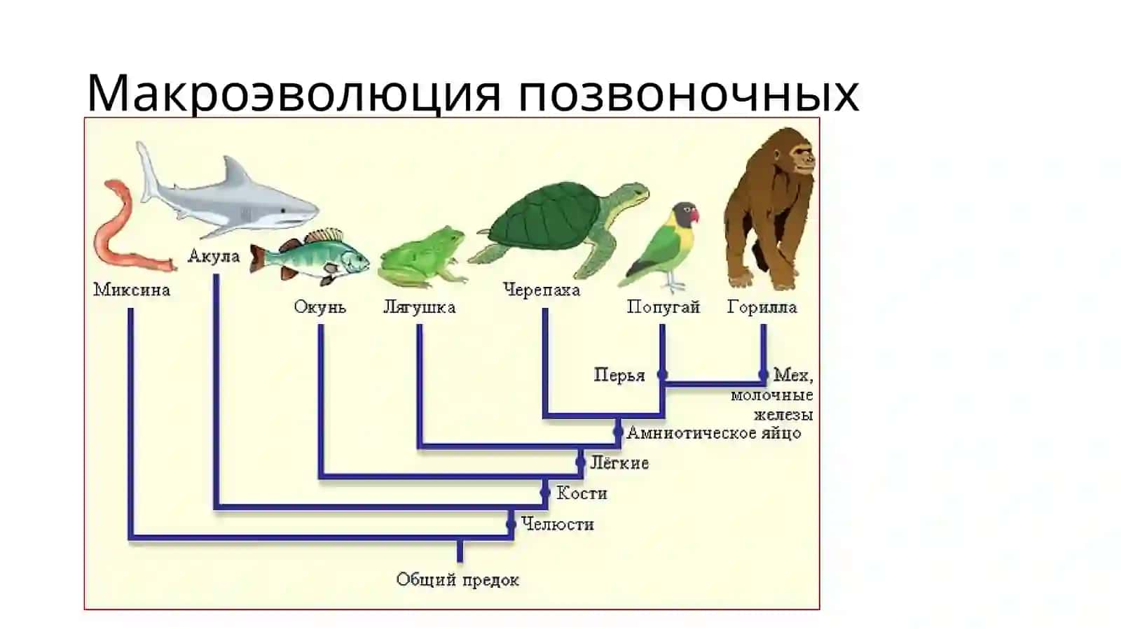 Макроэволюция: биологический прогресс и регресс 3