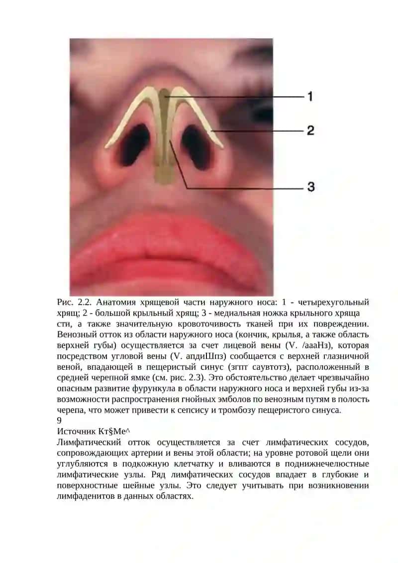 Клиническая анатомия наружного носа 3