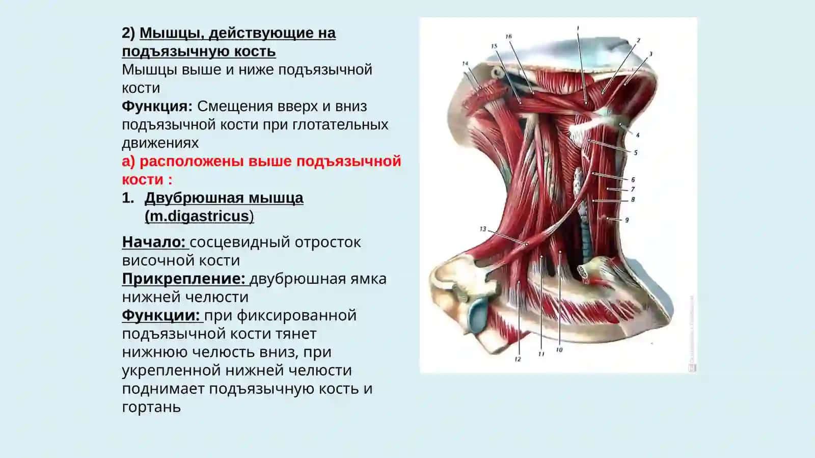 Мышцы шеи и головы 3