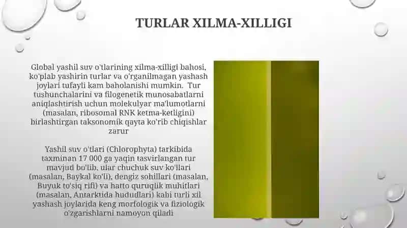 Kuk yashil suv utlar bulimi 3