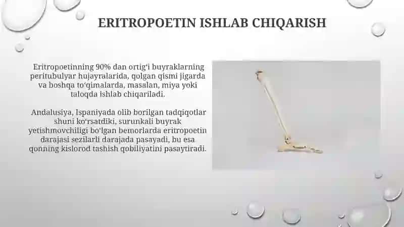 Buyraklar anatomiyasi va fiziologiyasi 3