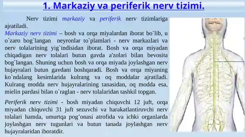 Markaziy nerv tizimining umumiy fiziologiyasi 3