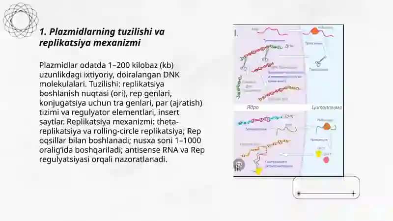 Plazmidlarning tuzilishi va replikatsiya 3
