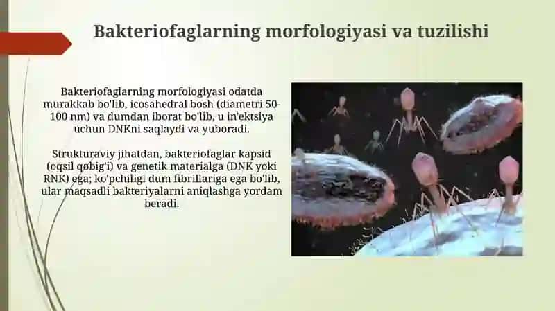 Bakteriofaglar marfalogiyasi,strukturasi, reproduksiyasi,amalyotda qollanilishi 3