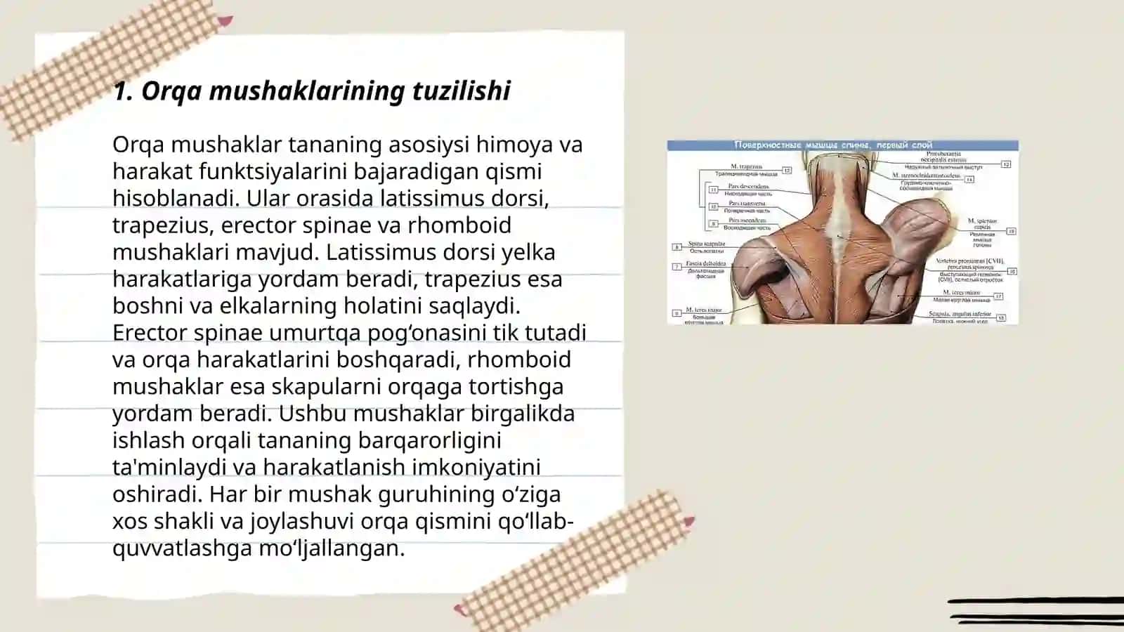 Orqa yuza muskullari 3
