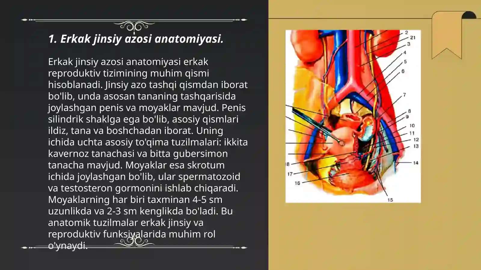 Erkak jinsiy azosi anatomiyasi va fizalogiyasi 3