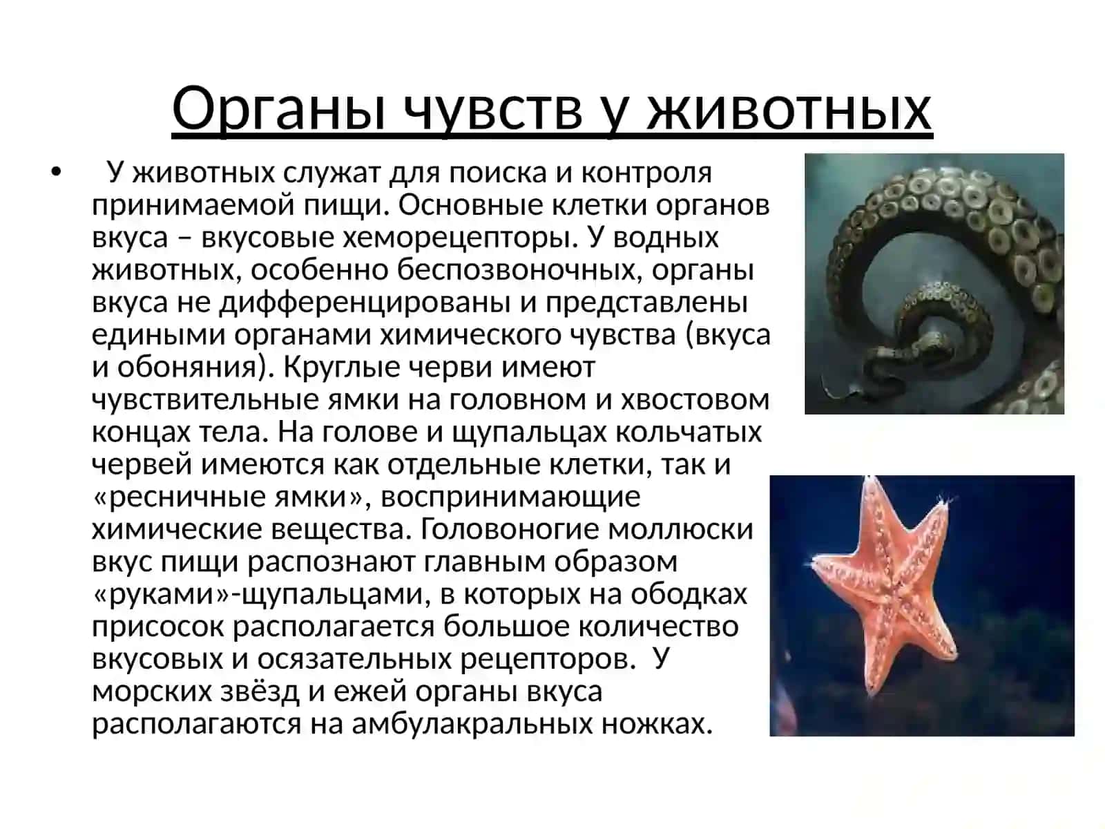 Хеморецепция 3