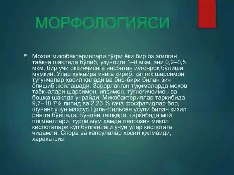 МОХОВ (ЛЕПРА) 3