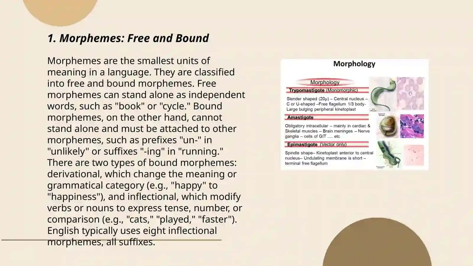 Morphology 3