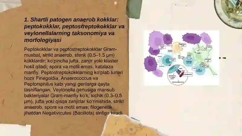 Shartli patogen anaerob kokklar 3