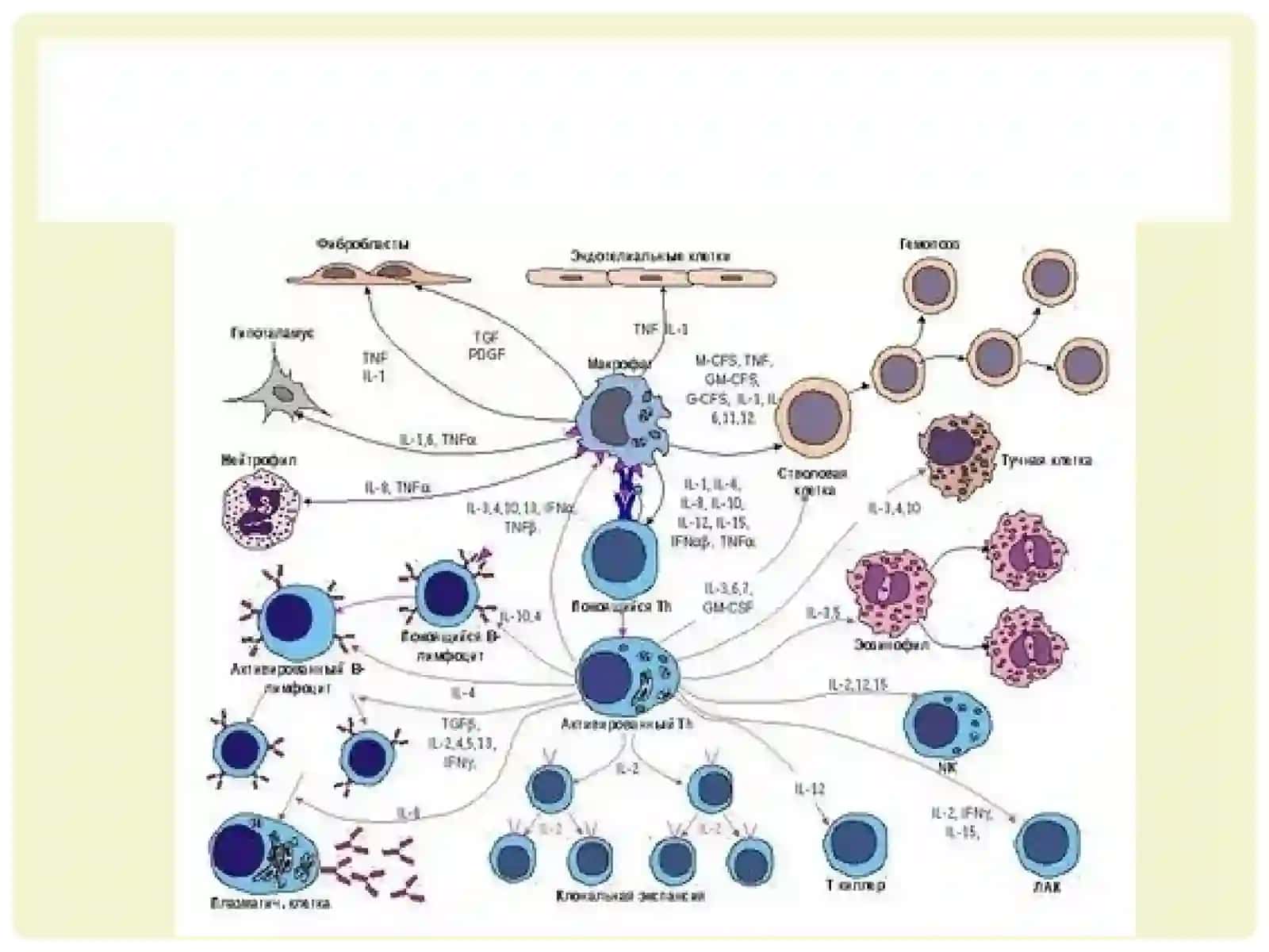 MIKROBIOLOGIYA VIRUSOLOGIYA IMMUNOLOGIYA FANIGA HISSA QO'SHGANO'ZBEK OLIMLARI 3