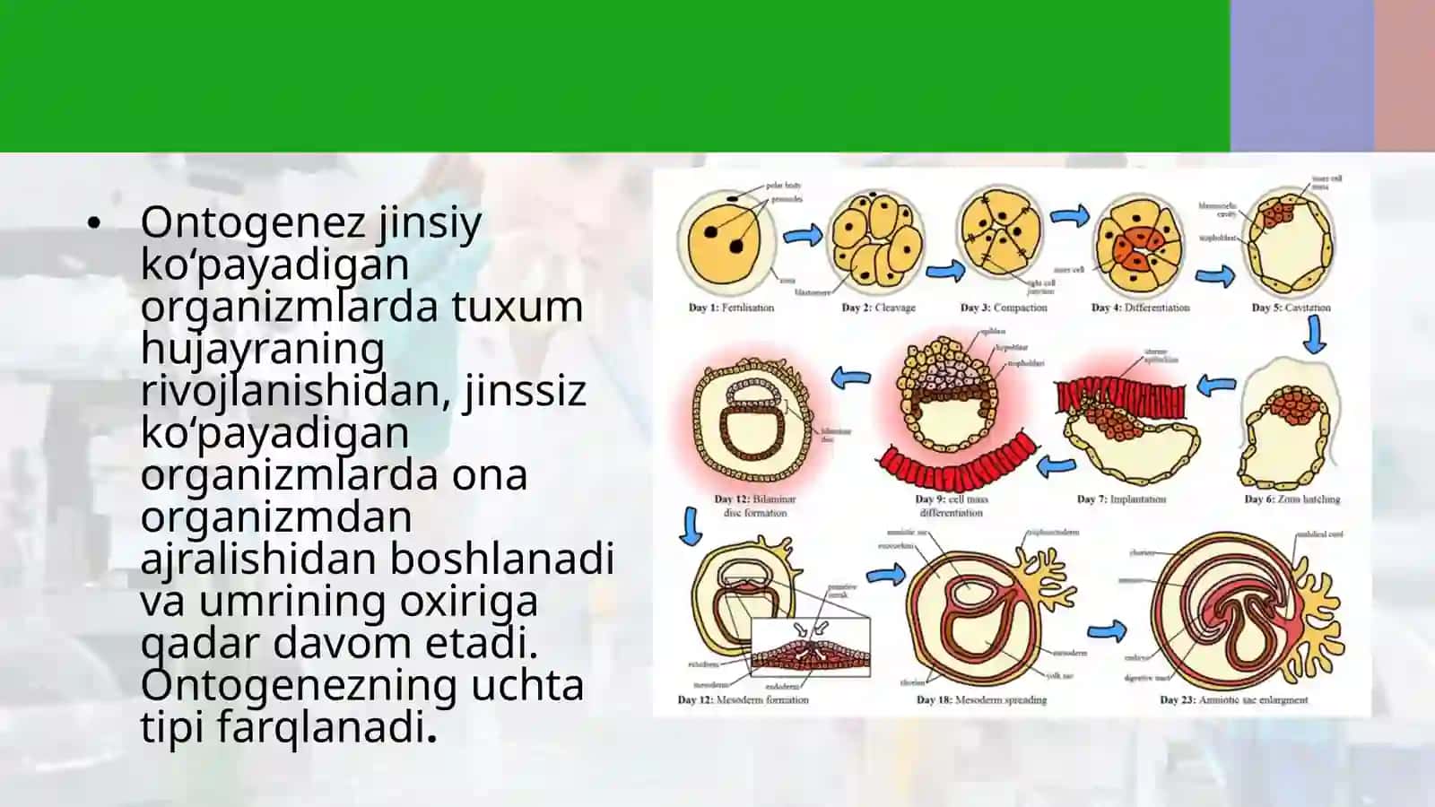 Ontogenez–tirikorganizmlarning individual rivojlanishi 3