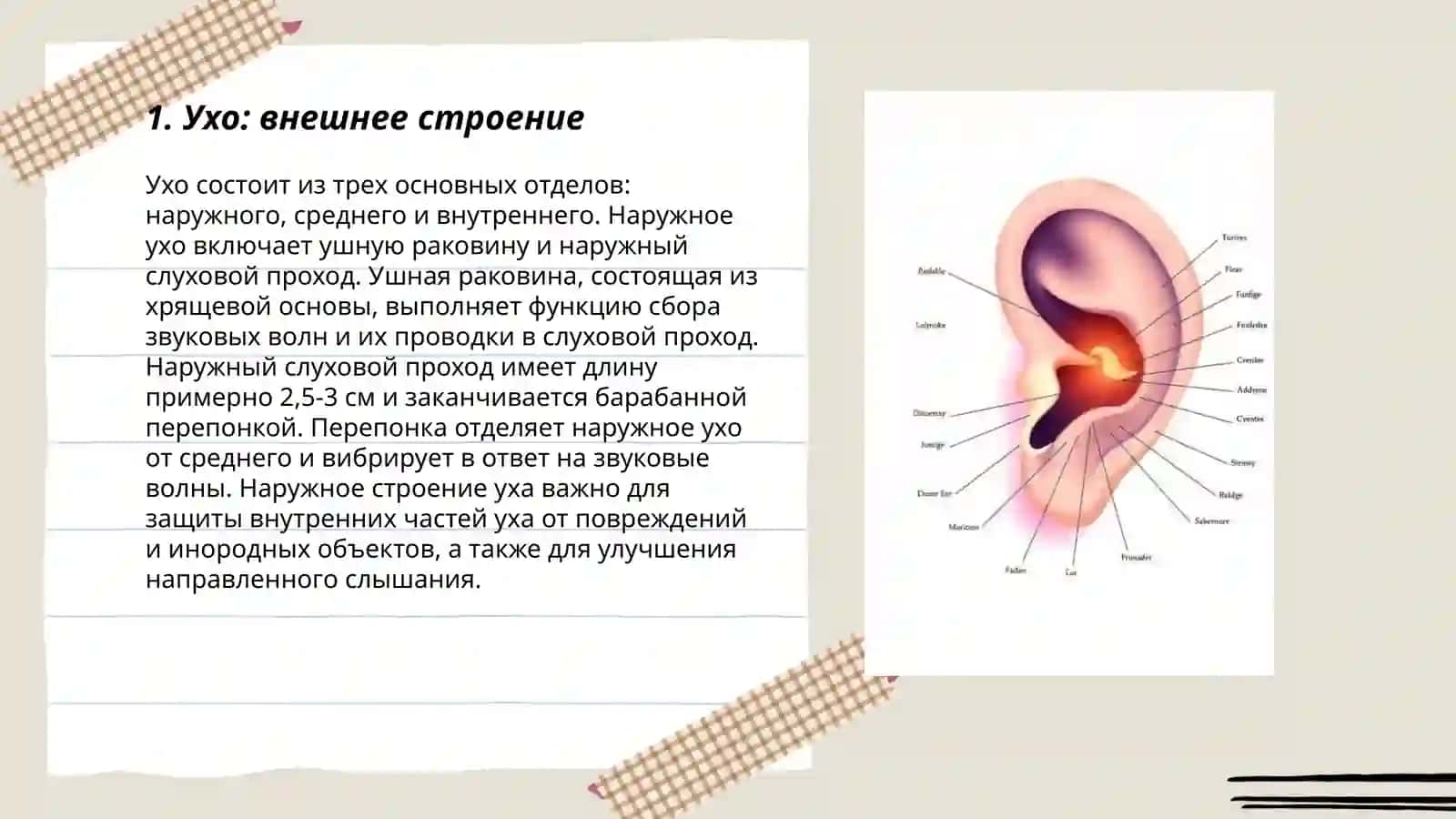 Человекда эшитиш органлари-Тузилиши ва хусусиятлари 3