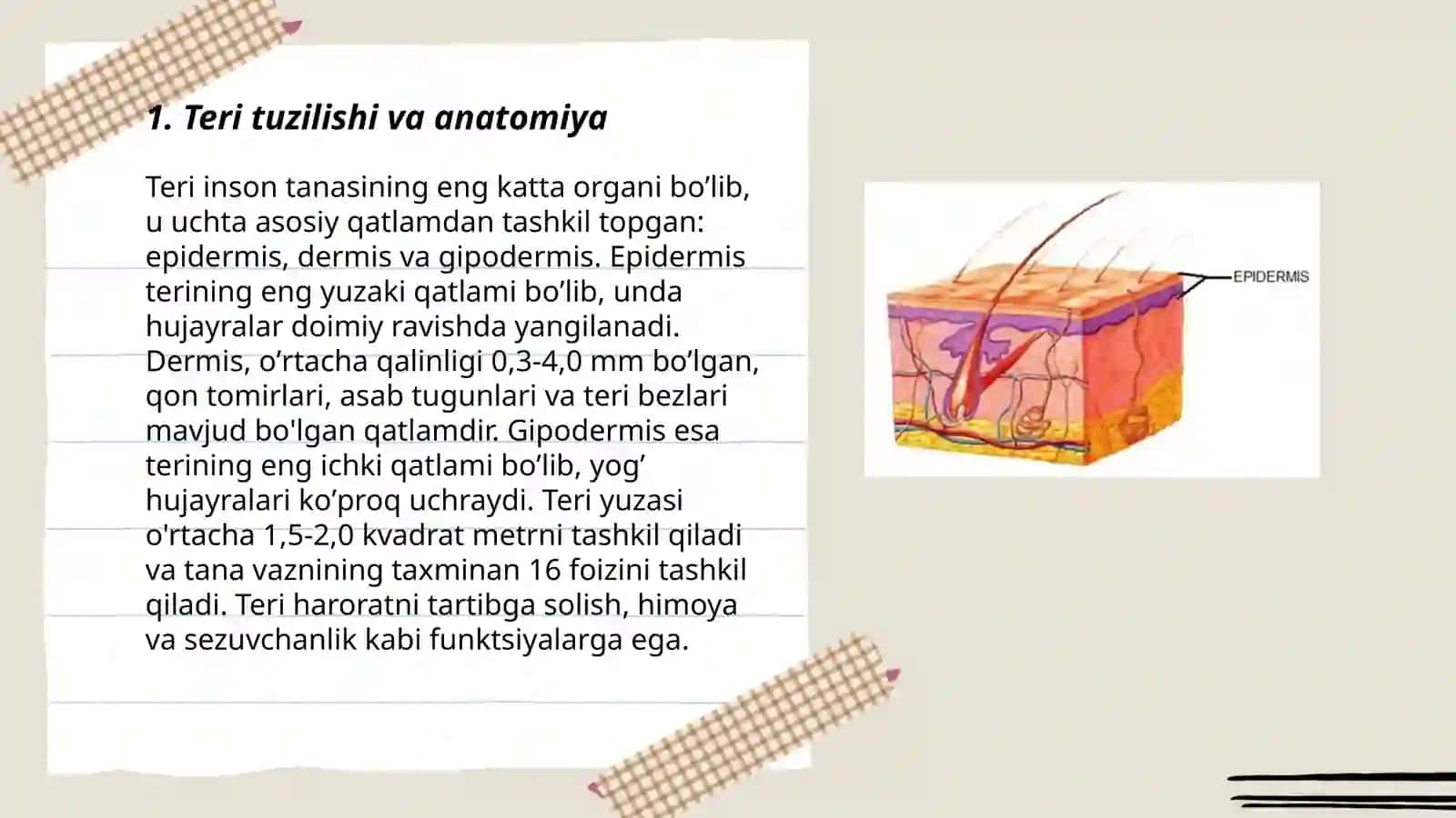 Teri va soch tuzilishi, Epidermis vs derma qavatlari 3