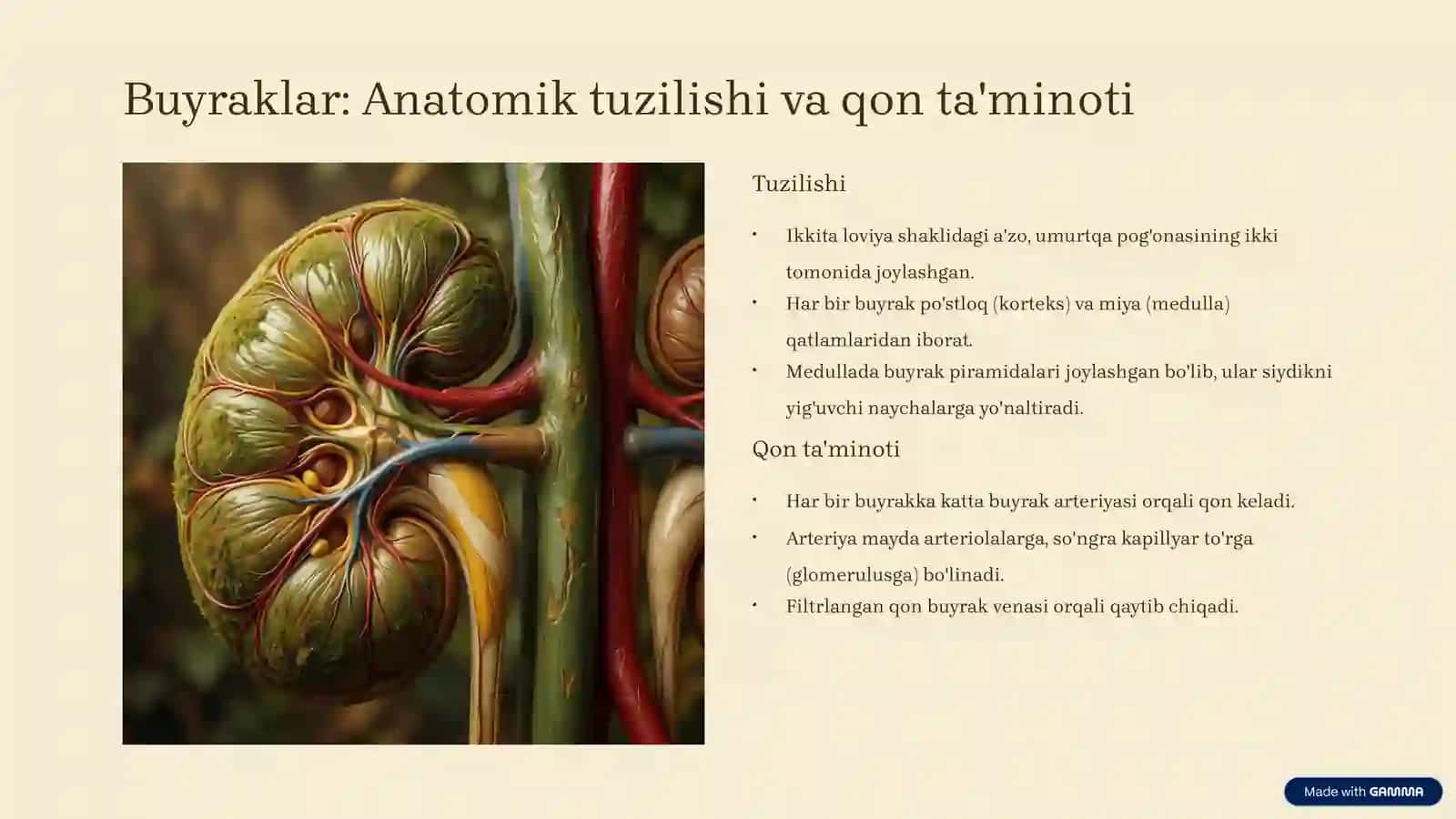 Ayirish tizimiga kiruvchi a'zolarning tuzilishi va fiziologiyasi 3