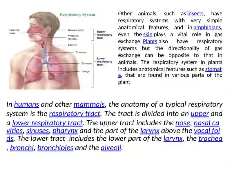 Respiratory system 3