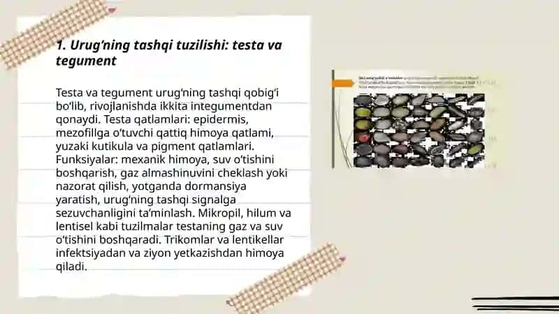 Urug‘larning tuzilishi, tiplari va unishi 3