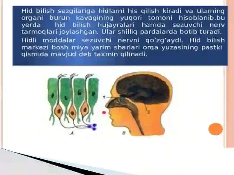 hid bilish azolari 3