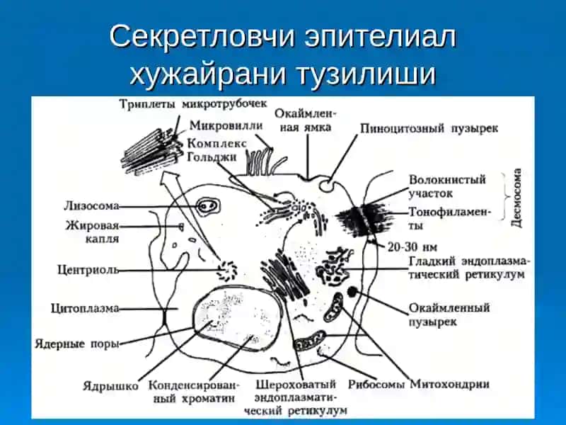 ШИКАСТЛАНИШ ВА ДИСТРОФИЯЛА 3