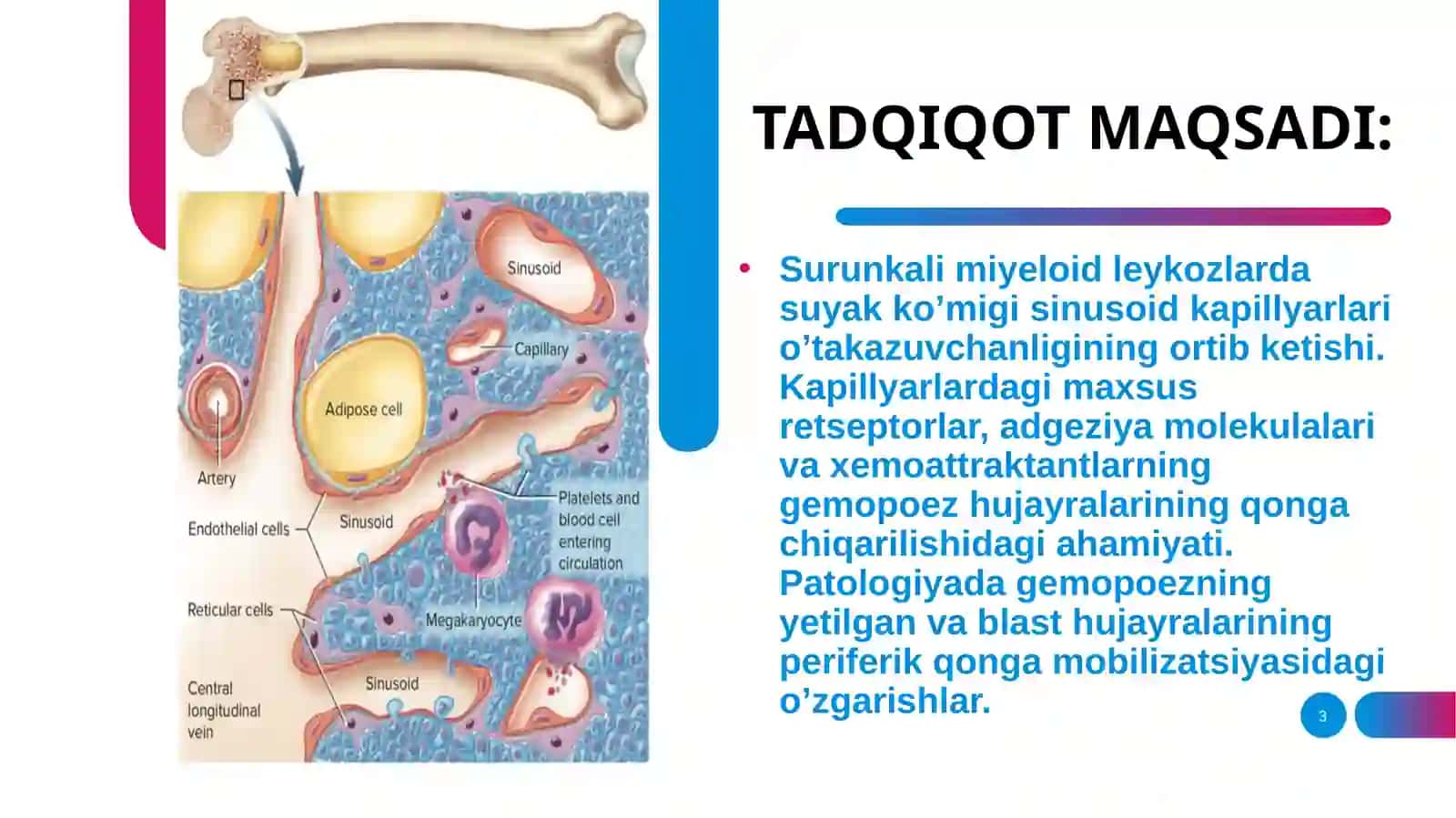 Leykozlar patogenezida qon yaratuvchi a’zolar gistologik xususiyatlari buzilishining ahamiyati 3