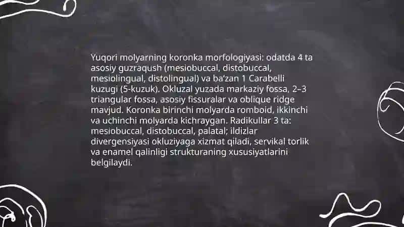 Doimiy tishlivda chaynov tishlarining tuzilishi 3