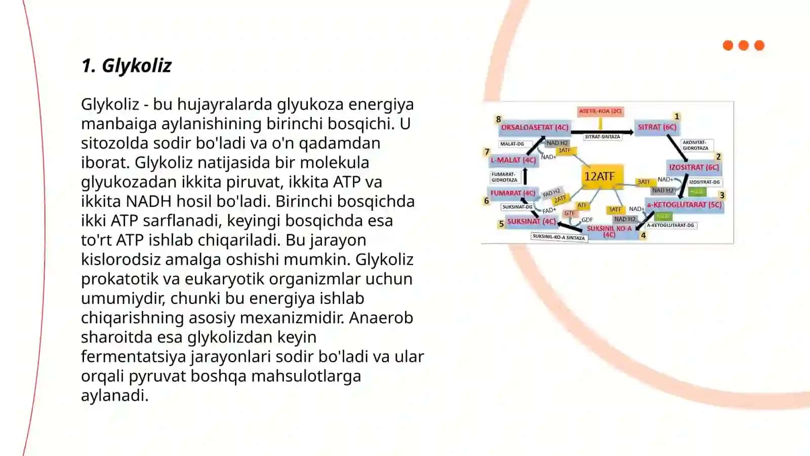 Katabolizmning umumiy yo'llari 3