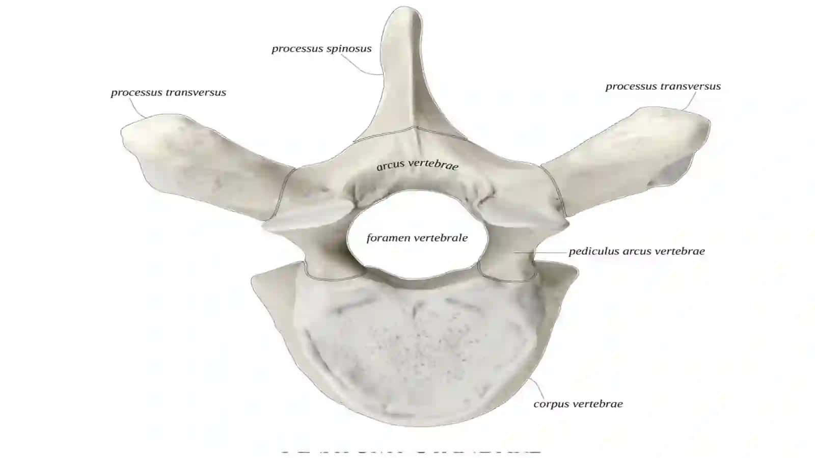 Umurtqalar -vertebrae 3