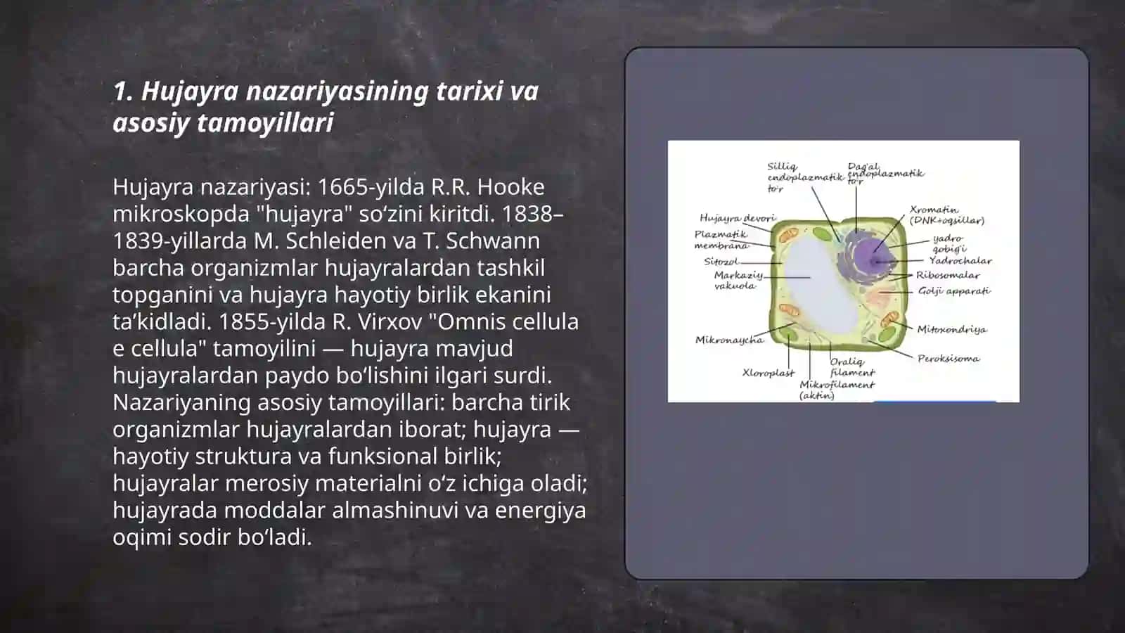 Hujayra tuzulishi.Hujayra nazariyasi.Hayvon va odam xromosomalarining morfofunksional xarakteristikasi 3