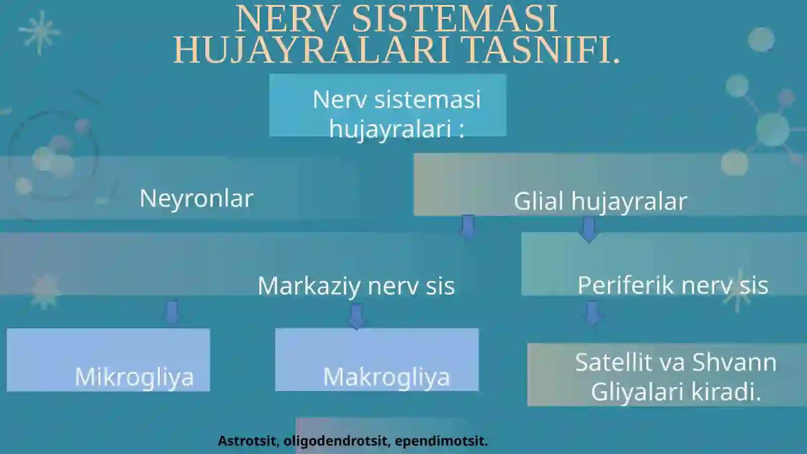 NERV TOLALARI FIZIOLOGIYASI 3