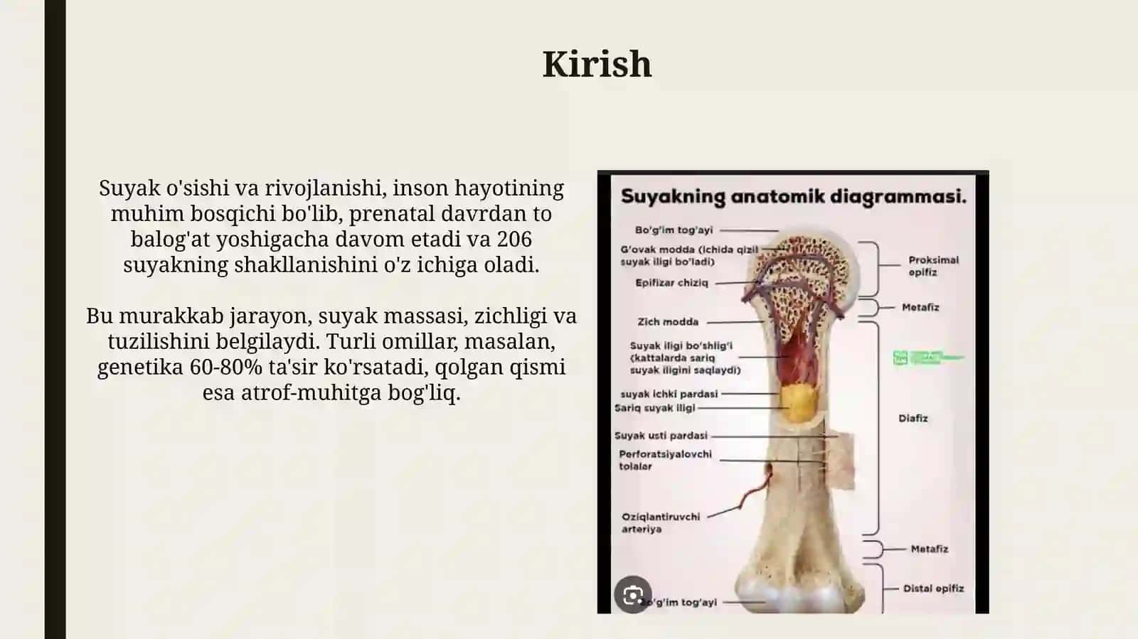 Suyaklarning o'sishi rivojlanishiga tasir etuvchi omillar 3