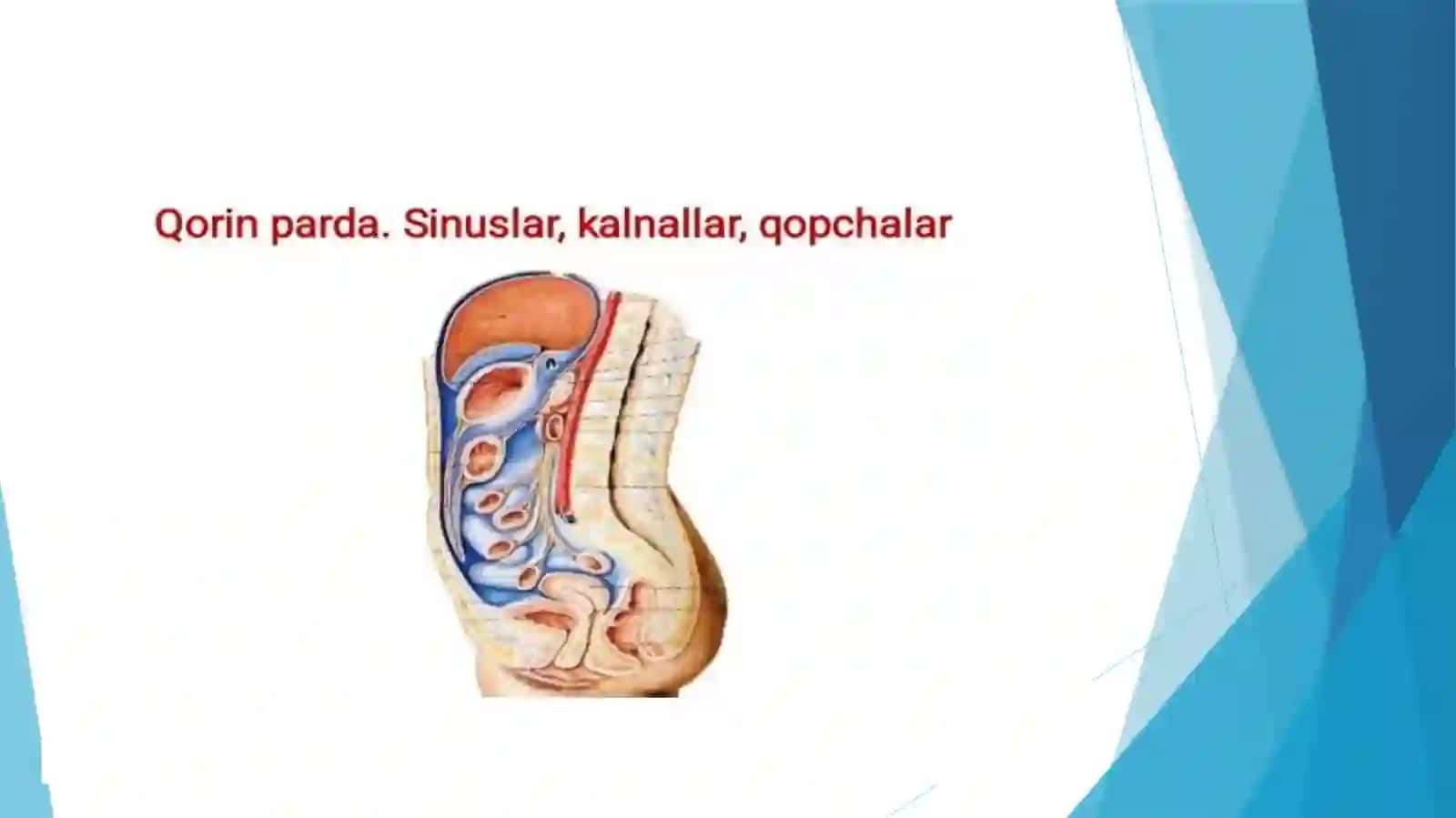 Qorinpardaning tuzilishi va uning qorin bo‘shlig‘i a’zolariga munosabati 3