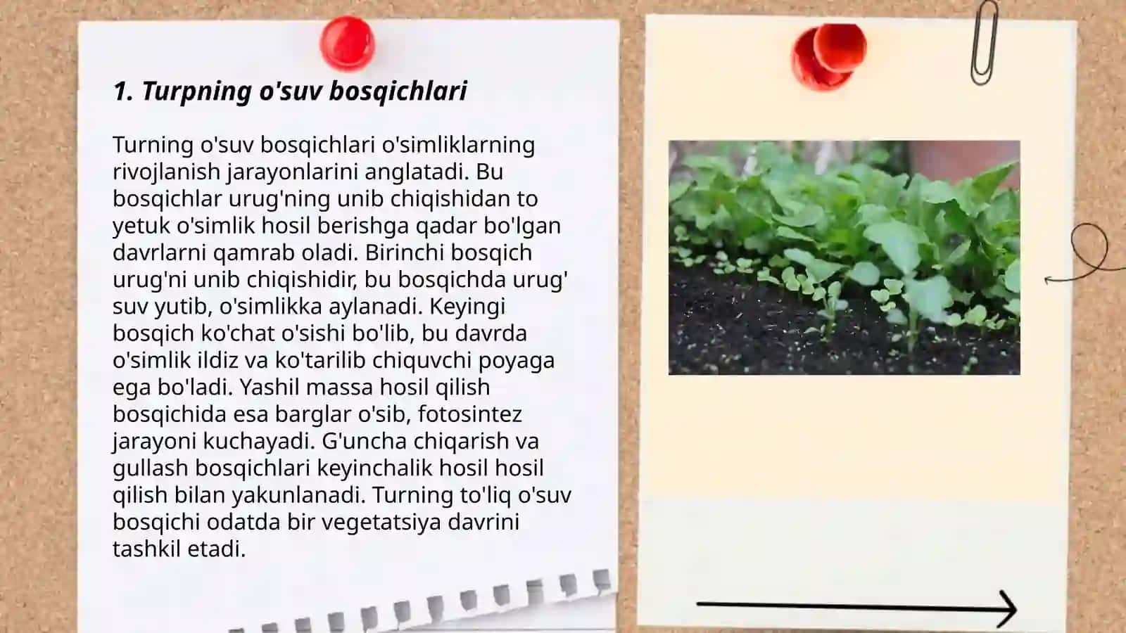 Turp biologiyasi va yetishtirish texnologiyasi 3